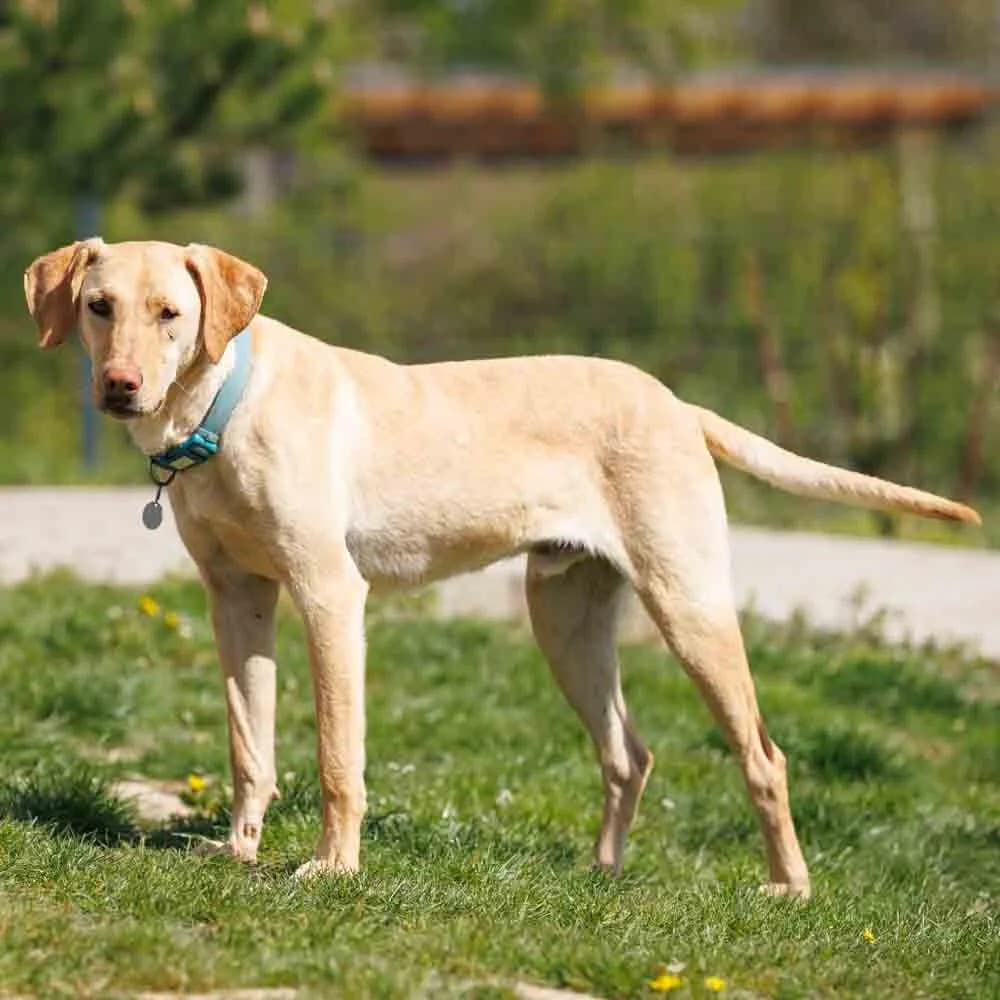 Mylo, male young Mixed Breed for adoption at PetMondo Serbia, Petmondo