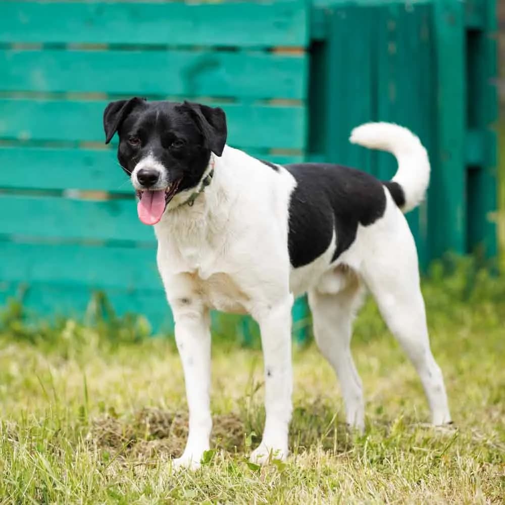 Romulus, male 3yo Mixed Breed for adoption at PetMondo Serbia, Petmondo