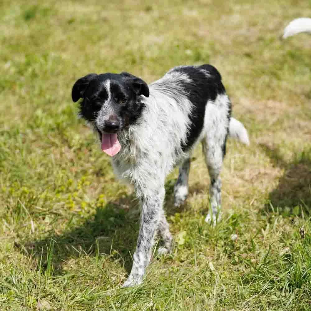 Remus, male 3yo Mixed Breed for adoption at PetMondo Serbia, Petmondo