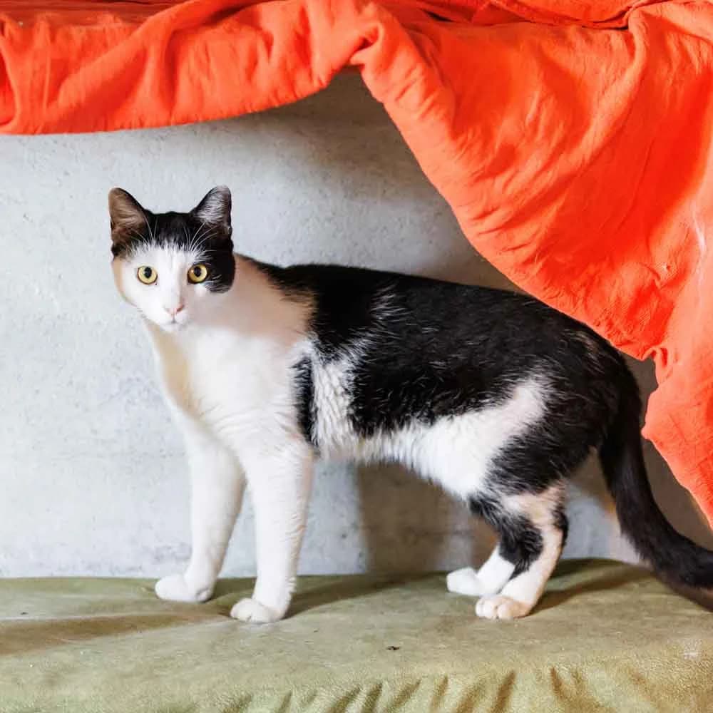 Konstrakto, male 3yo Mixed Breed for adoption at PetMondo Serbia, Petmondo