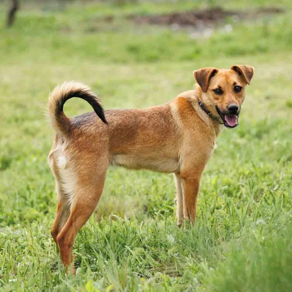 Srna, female young Mixed Breed for adoption at PetMondo Serbia, Petmondo