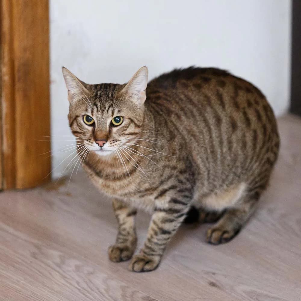 Bata, male 7yo Mixed Breed for adoption at PetMondo Serbia, Petmondo