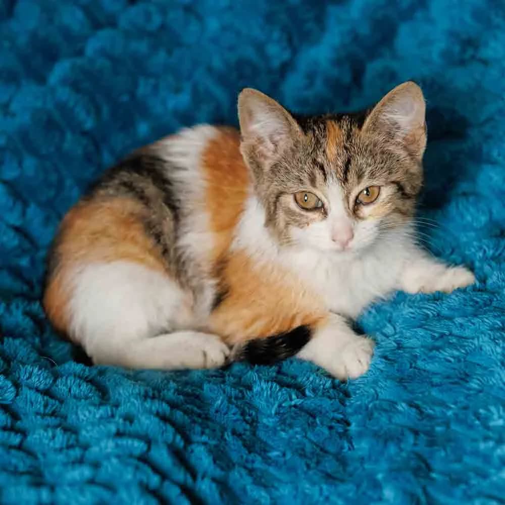 Sonya, Mixed Breed (PetMondo Serbia)