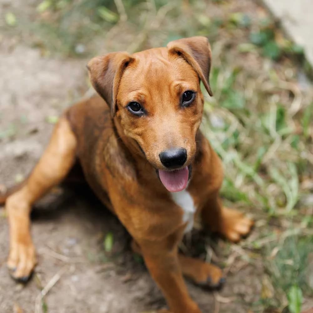 Little Lucky, Mixed Breed (PetMondo Serbia)