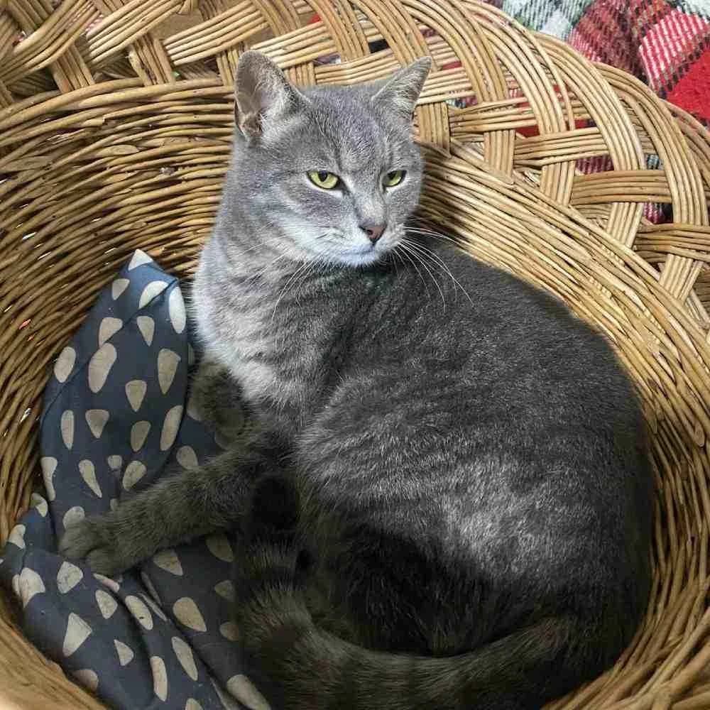 Sabalenka, Mixed Breed (PetMondo Serbia)