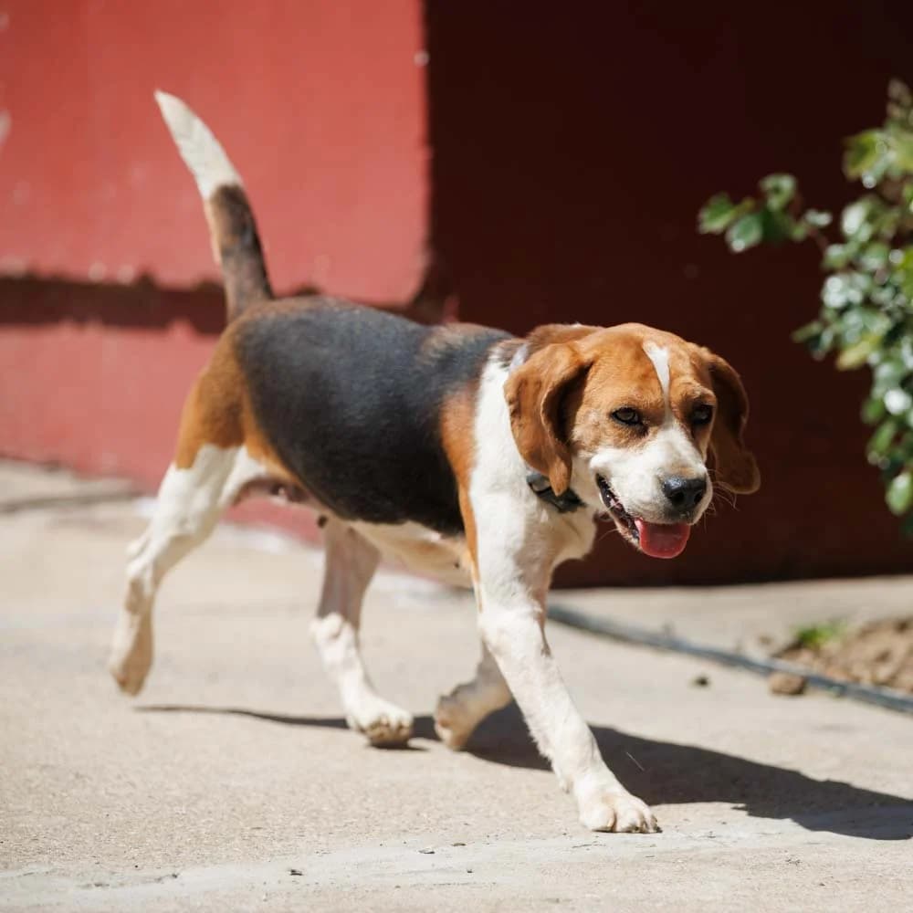 ZiZi, Beagle (PetMondo Serbia)
