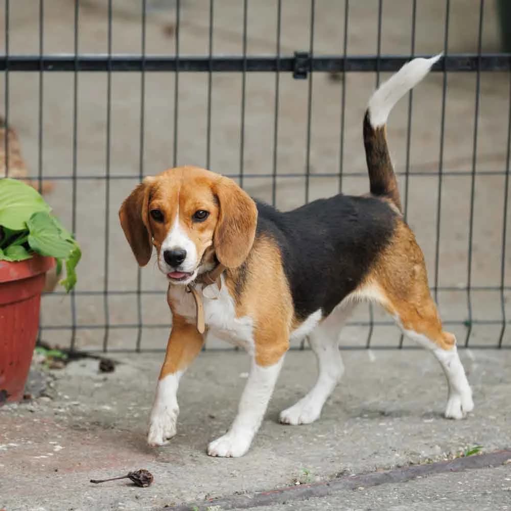Claire, female young Beagle for adoption at PetMondo Serbia, Petmondo