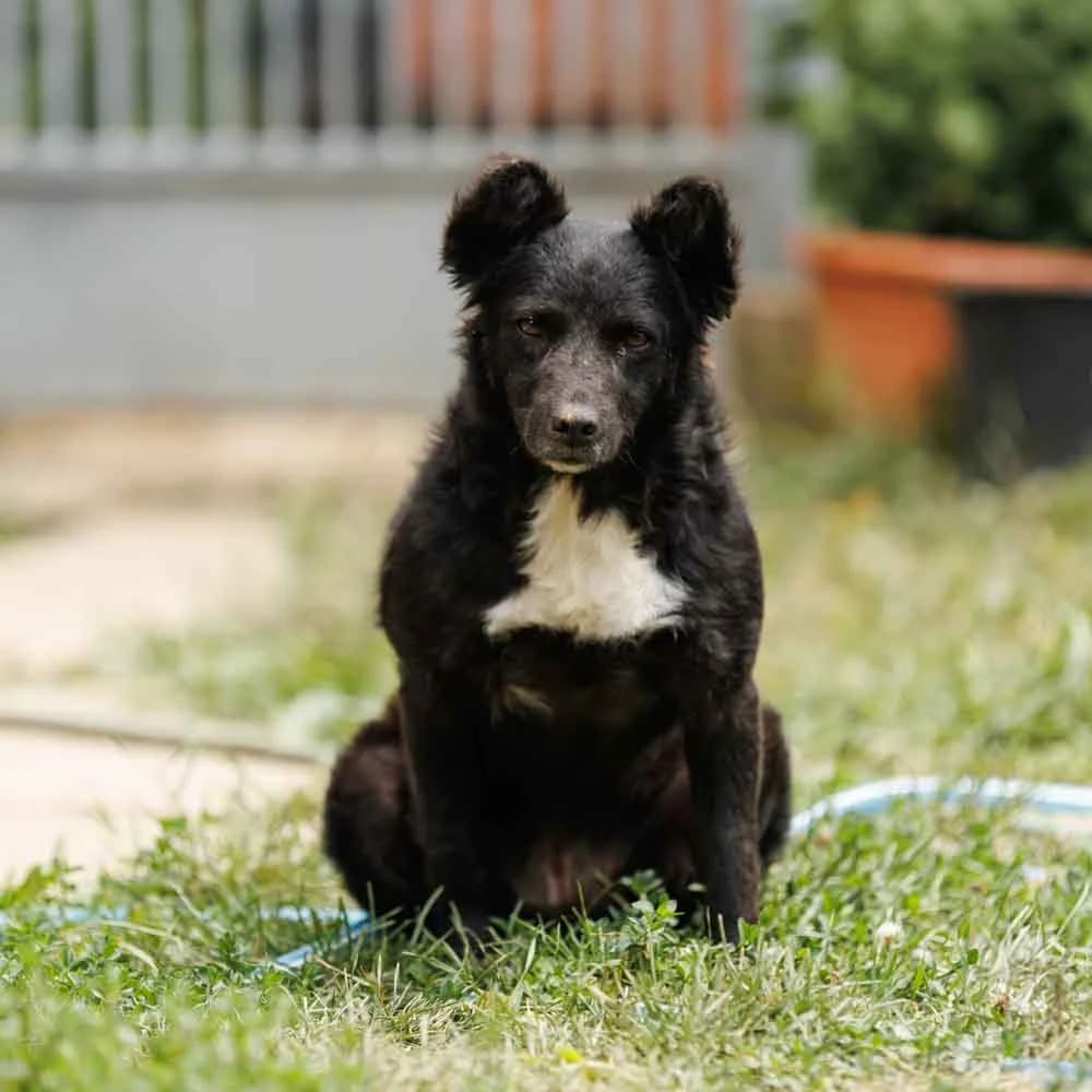 Emma, Mixed Breed (PetMondo Serbia)