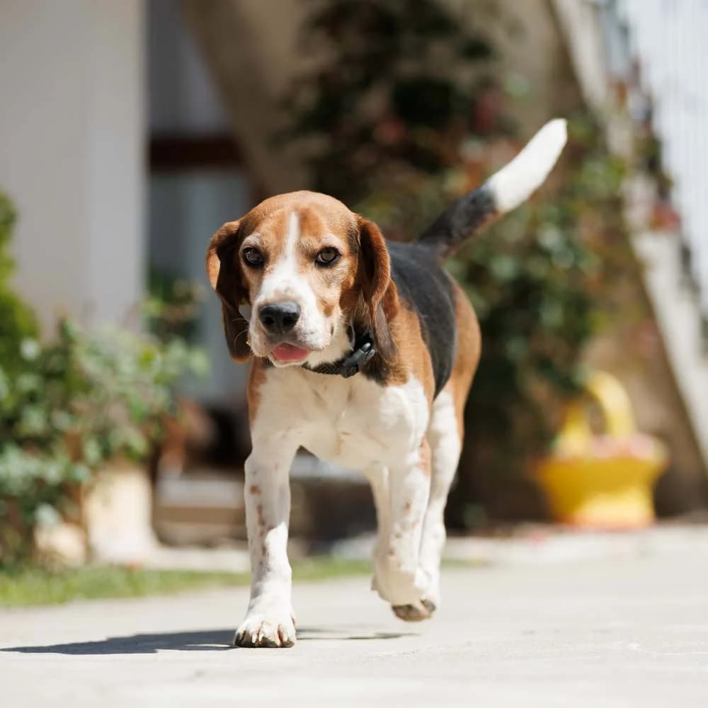 Pueblo, Beagle (PetMondo Serbia)