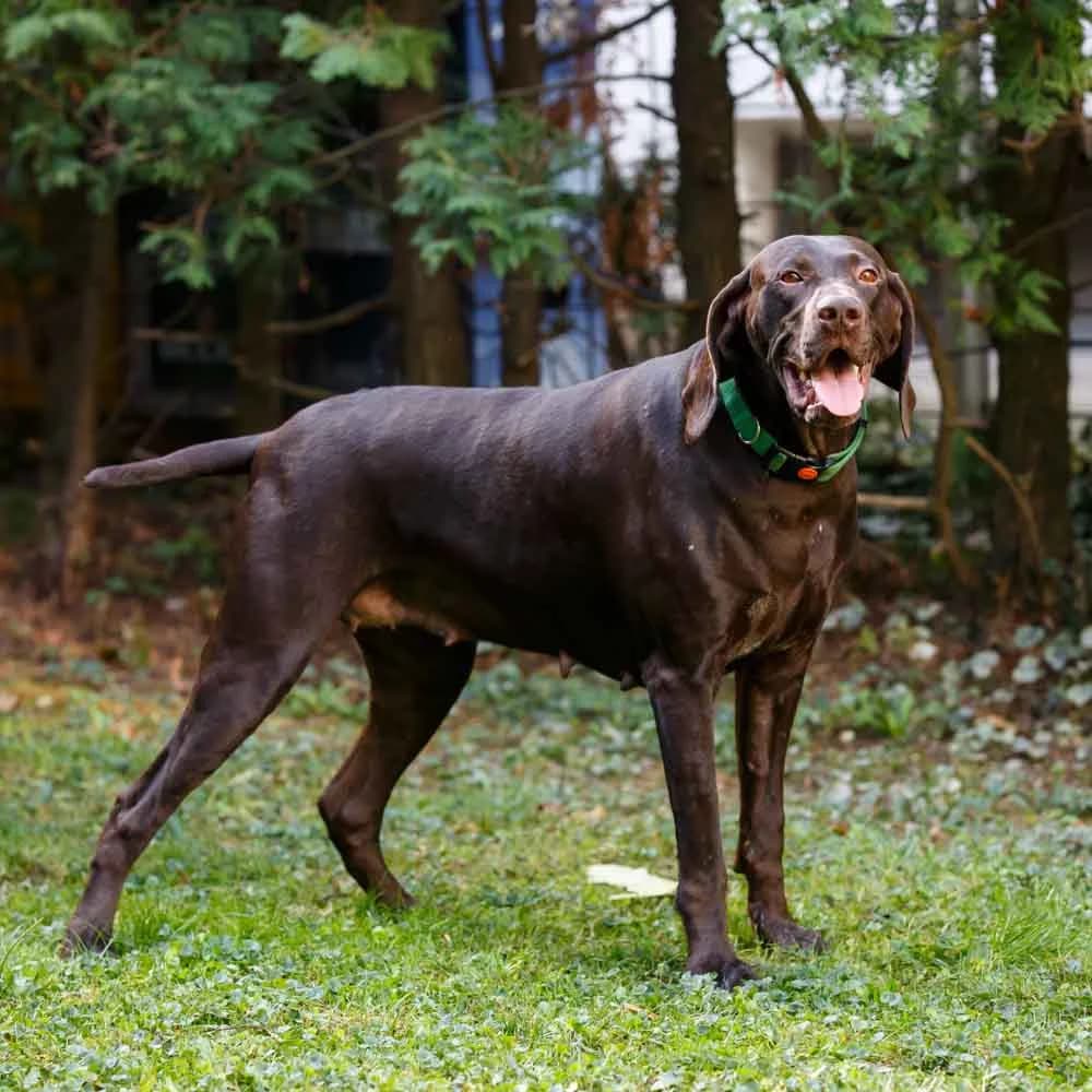 Nada, female senior German Shorthaired Pointer for adoption at PetMondo Serbia, Petmondo
