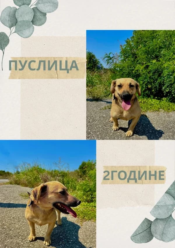 Puslitsa (Пуслица),  Mixed Breed for adoption at JKP Veterina Beograd — Prihvatilište za pse, Belgrade