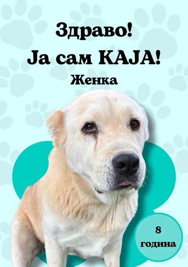 Kaja (Каја),  Mixed Breed for adoption at JKP Veterina Beograd — Prihvatilište za pse, Belgrade