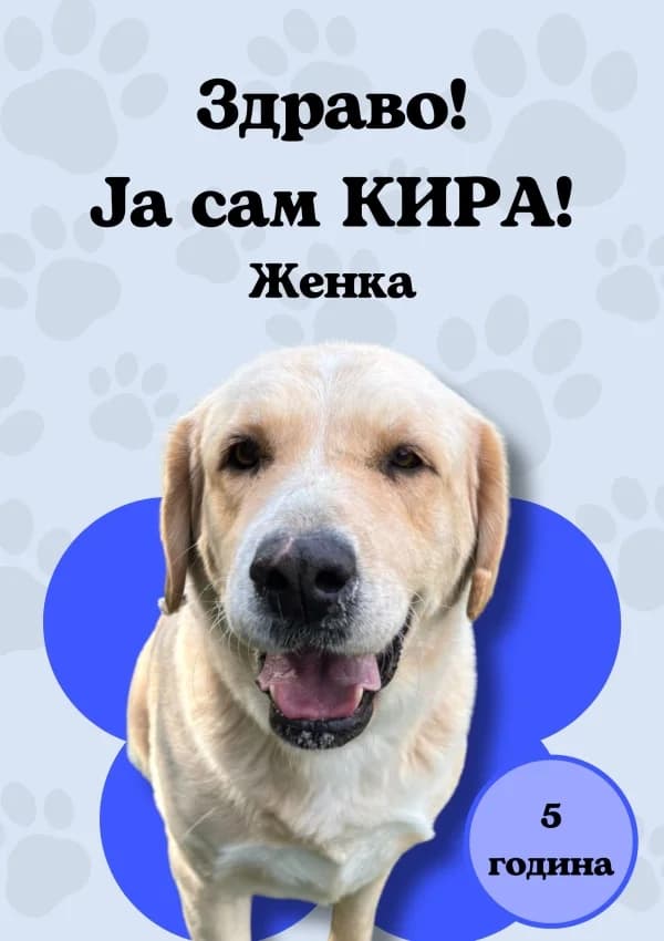 Kira (Кира),  Mixed Breed for adoption at JKP Veterina Beograd — Prihvatilište za pse, Belgrade