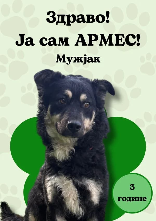 Armes (Армес),  Mixed Breed for adoption at JKP Veterina Beograd — Prihvatilište za pse, Belgrade