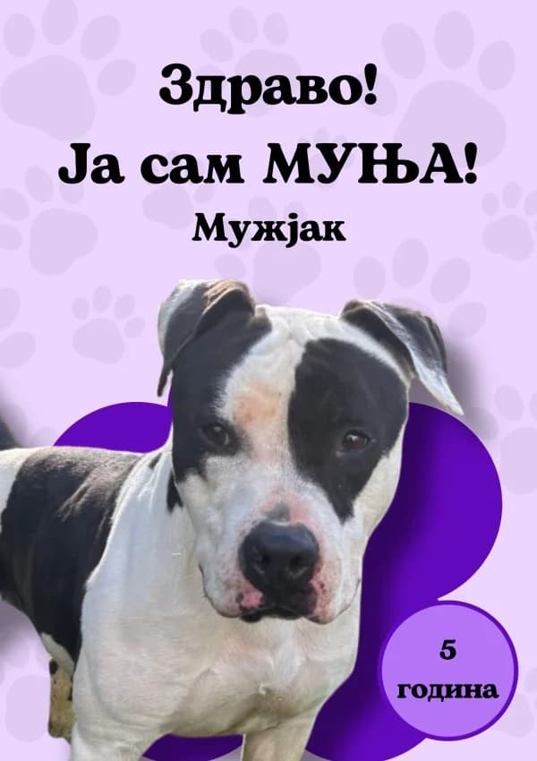 Munja (Муња),  Mixed Breed for adoption at JKP Veterina Beograd — Prihvatilište za pse, Belgrade