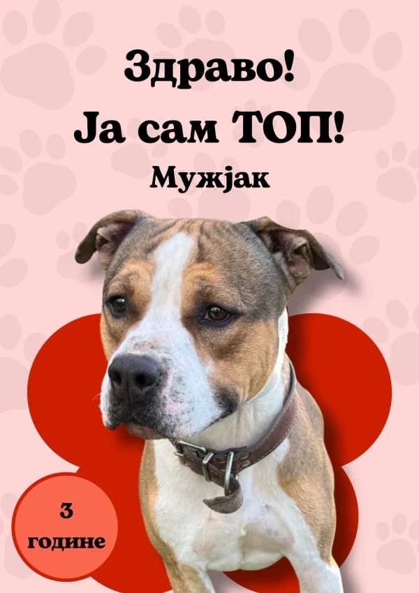 Top (Топ),  Mixed Breed for adoption at JKP Veterina Beograd — Prihvatilište za pse, Belgrade