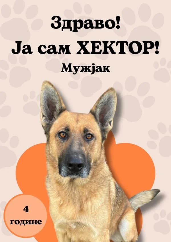 Khektor (Хектор),  Mixed Breed for adoption at JKP Veterina Beograd — Prihvatilište za pse, Belgrade