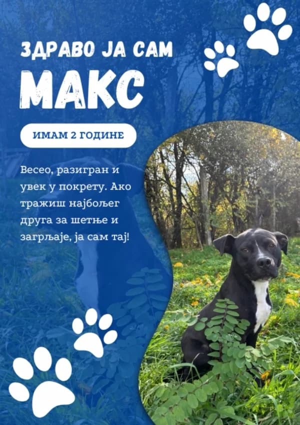 Maks (Макс),  Mixed Breed for adoption at JKP Veterina Beograd — Prihvatilište za pse, Belgrade