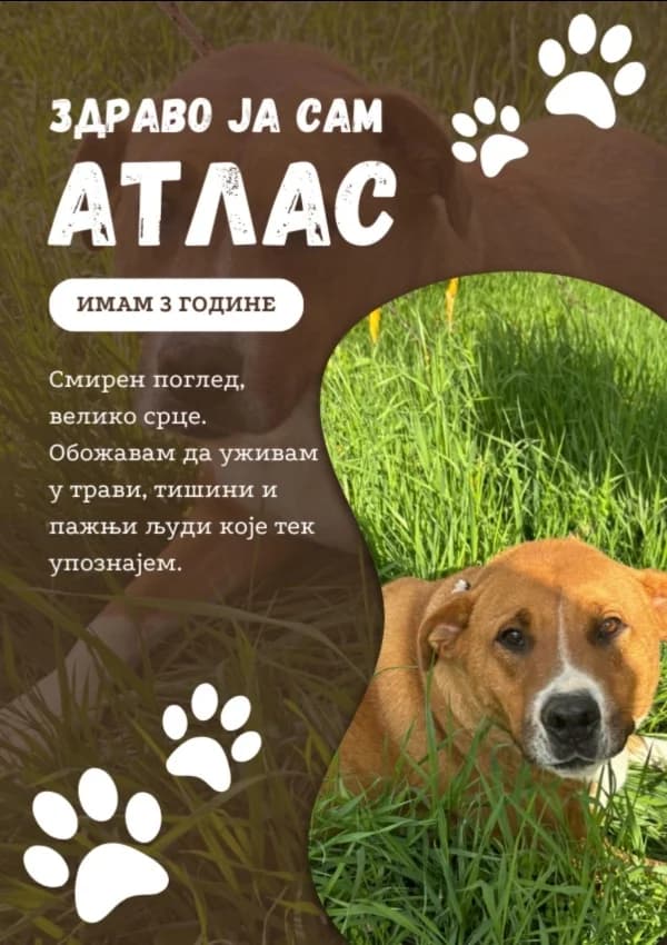 Atlas (Атлас),  Mixed Breed for adoption at JKP Veterina Beograd — Prihvatilište za pse, Belgrade