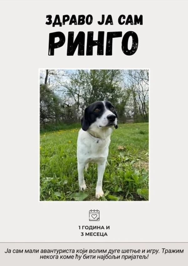 Ringo (Ринго),  Mixed Breed for adoption at JKP Veterina Beograd — Prihvatilište za pse, Belgrade