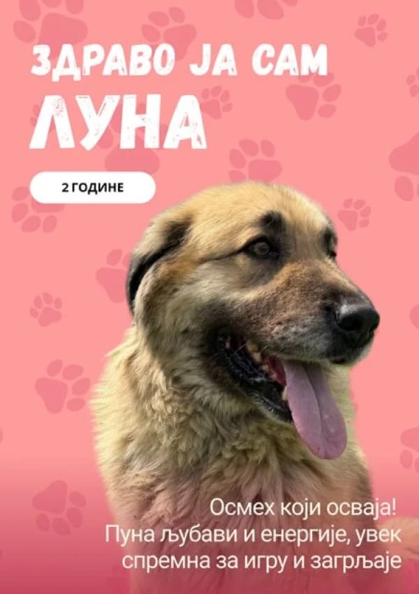 Luna (Луна),  Mixed Breed for adoption at JKP Veterina Beograd — Prihvatilište za pse, Belgrade