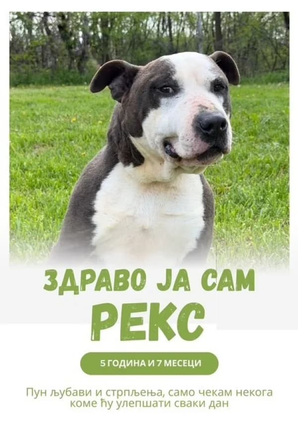 Reks (Рекс),  Mixed Breed for adoption at JKP Veterina Beograd — Prihvatilište za pse, Belgrade
