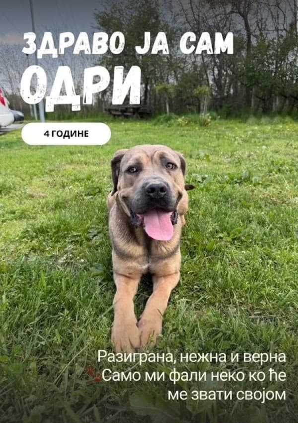 Odri (Одри),  Mixed Breed for adoption at JKP Veterina Beograd — Prihvatilište za pse, Belgrade