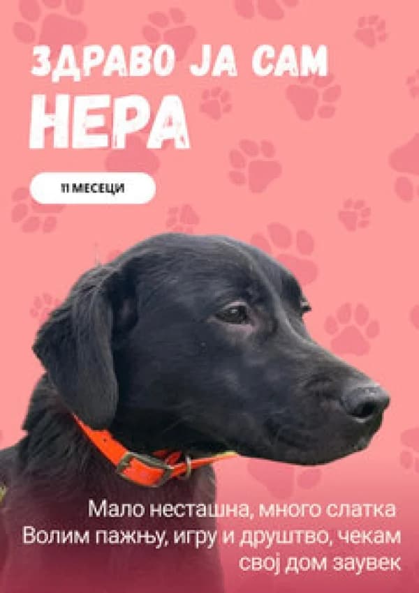 Nera (Нера),  Mixed Breed for adoption at JKP Veterina Beograd — Prihvatilište za pse, Belgrade