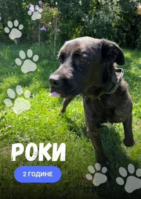 Roki (Роки),  Mixed Breed for adoption at JKP Veterina Beograd — Prihvatilište za pse, Belgrade