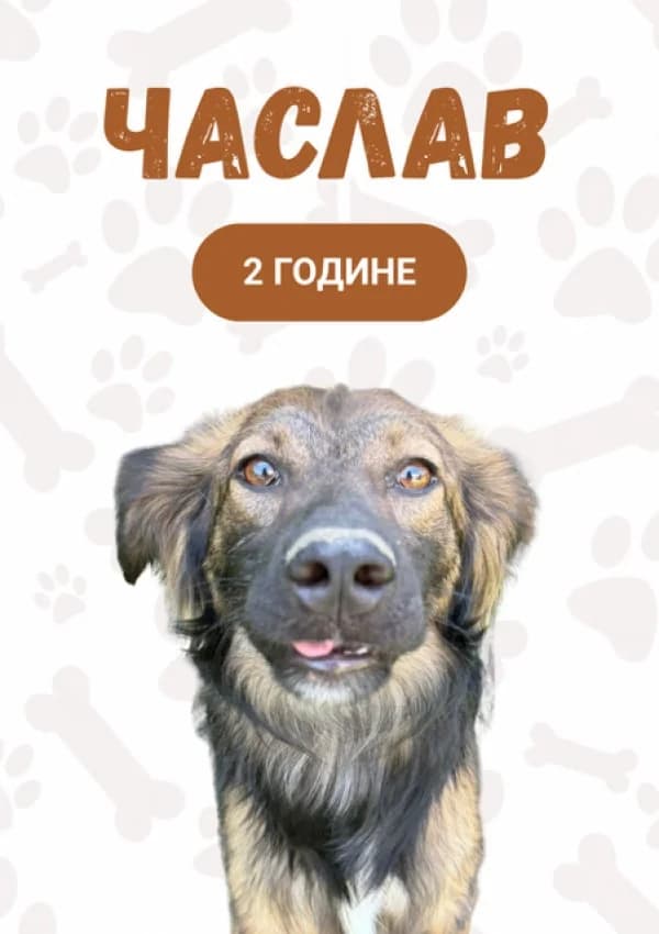 Chaslav (Часлав),  Mixed Breed for adoption at JKP Veterina Beograd — Prihvatilište za pse, Belgrade