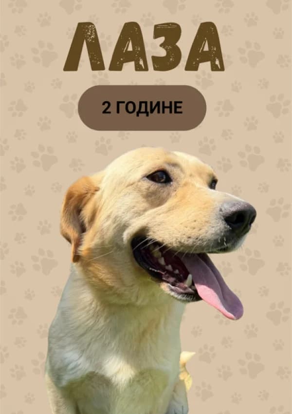 Laza (Лаза),  Mixed Breed for adoption at JKP Veterina Beograd — Prihvatilište za pse, Belgrade