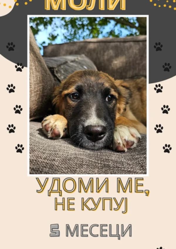 Moli (Моли),  Mixed Breed for adoption at JKP Veterina Beograd — Prihvatilište za pse, Belgrade