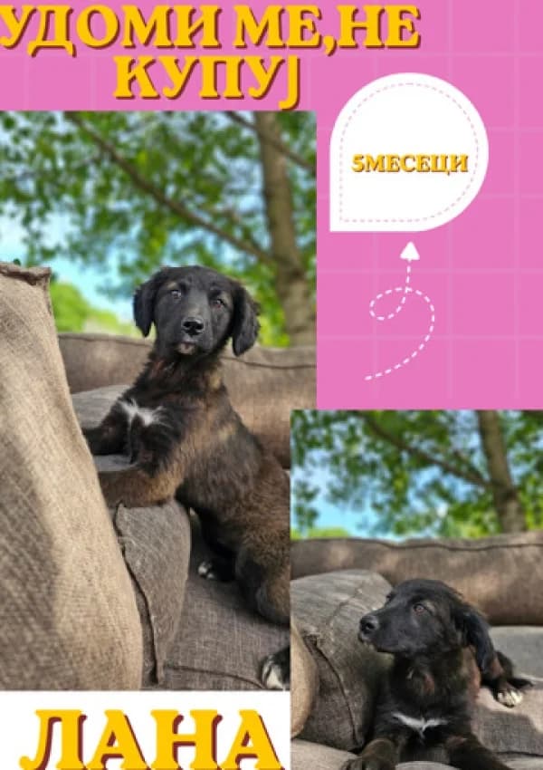 Lana (Лана),  Mixed Breed for adoption at JKP Veterina Beograd — Prihvatilište za pse, Belgrade