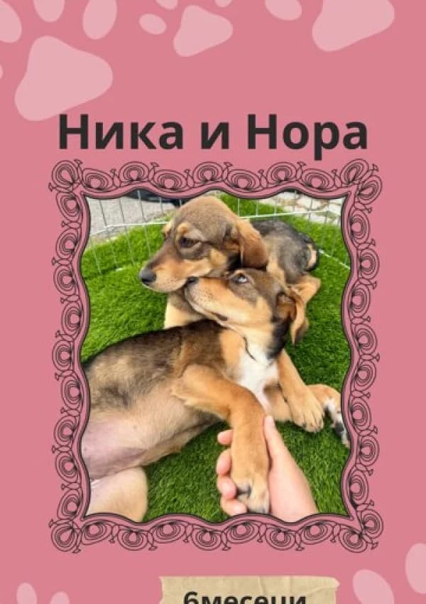 Nika (Ника), Mixed Breed (JKP Veterina Beograd — Prihvatilište za pse)