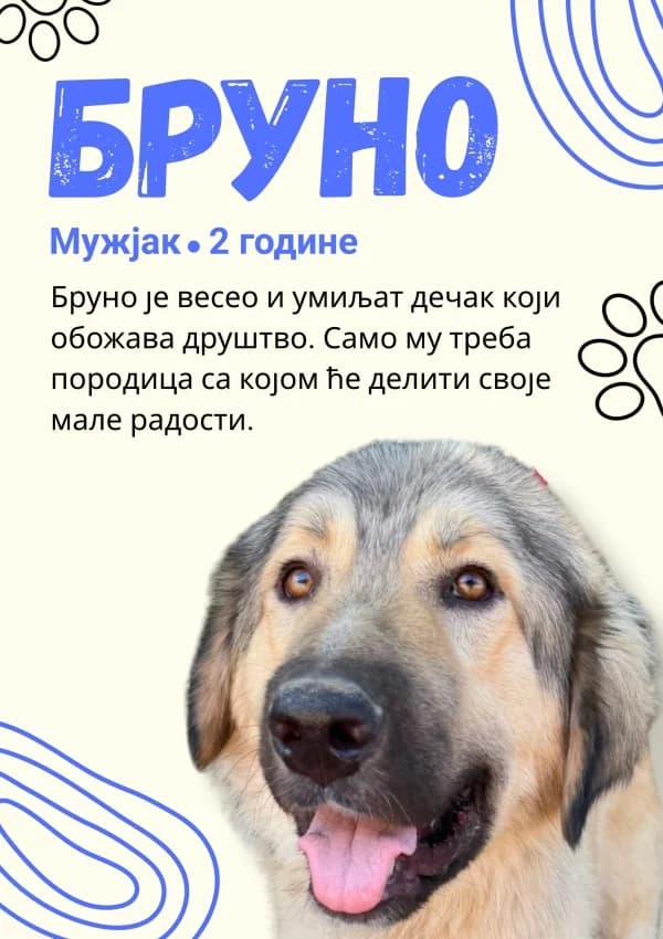 Hulk y Hogan, male Mixed Breed for adoption at A.D.A. Noguera