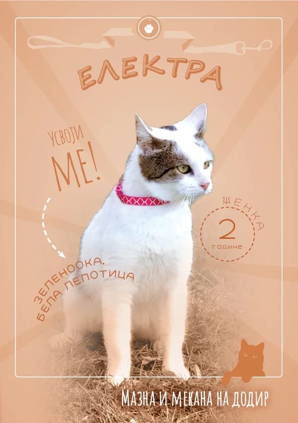 Elektra (Електра),  Mixed Breed for adoption at JKP Veterina Beograd — Prihvatilište za pse, Belgrade