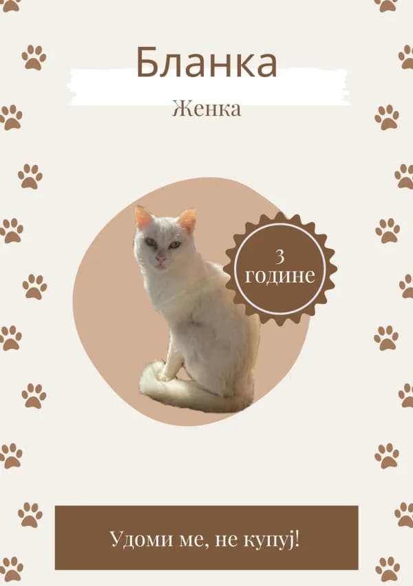 Blanka (Бланка),  Mixed Breed for adoption at JKP Veterina Beograd — Prihvatilište za pse, Belgrade