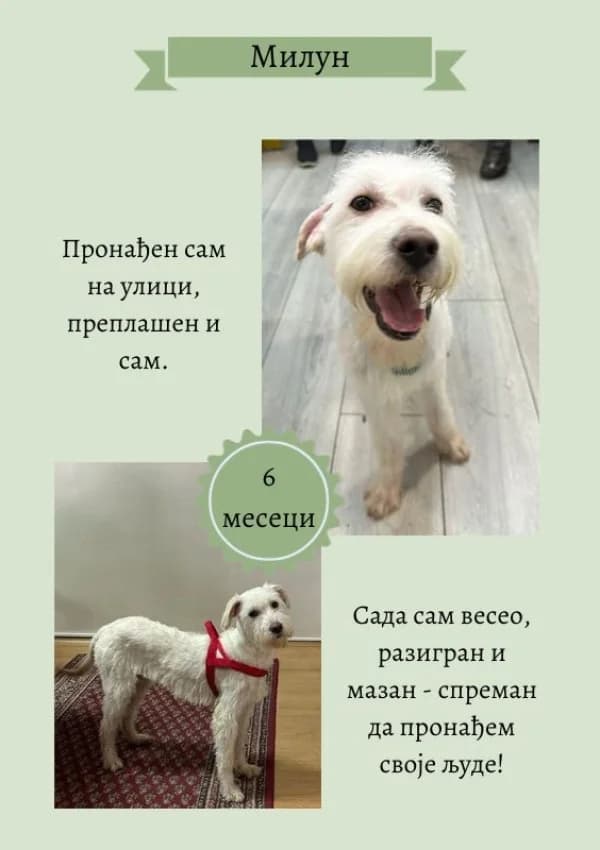 Milun (Милун),  Mixed Breed for adoption at JKP Veterina Beograd — Prihvatilište za pse, Belgrade