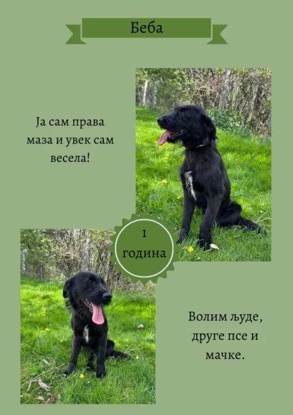 Beba (Беба),  Mixed Breed for adoption at JKP Veterina Beograd — Prihvatilište za pse, Belgrade