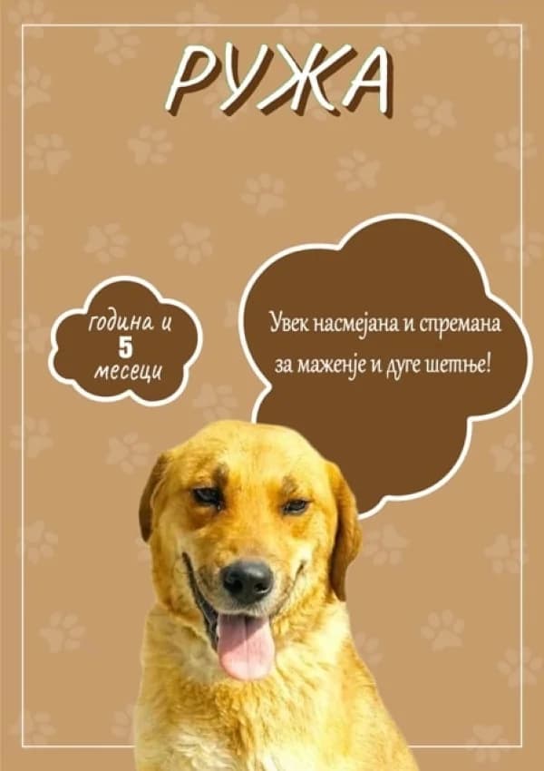 Ruzha (Ружа),  Mixed Breed for adoption at JKP Veterina Beograd — Prihvatilište za pse, Belgrade
