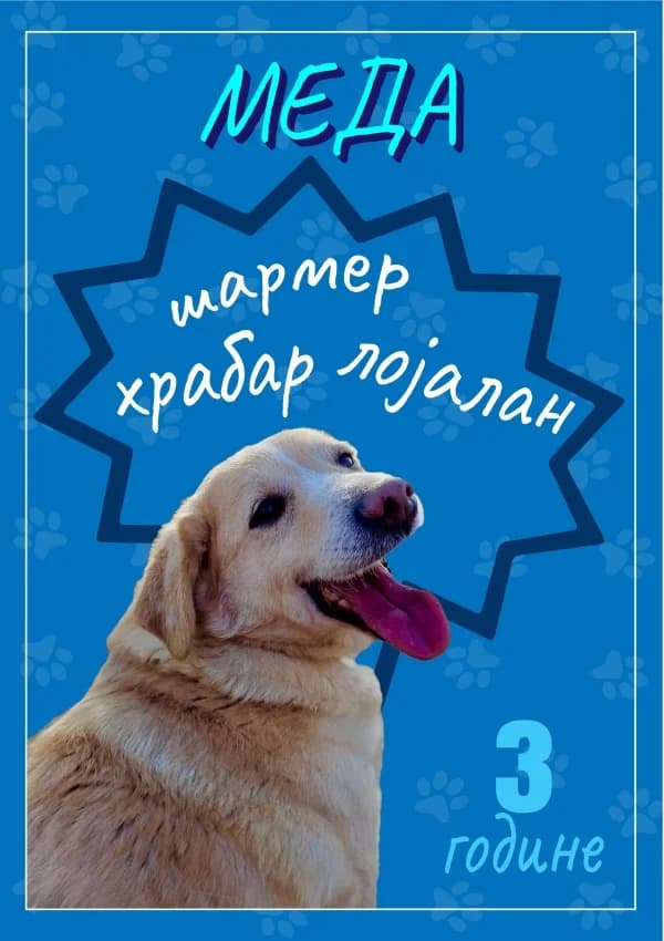 Meda (Медa),  Mixed Breed for adoption at JKP Veterina Beograd — Prihvatilište za pse, Belgrade