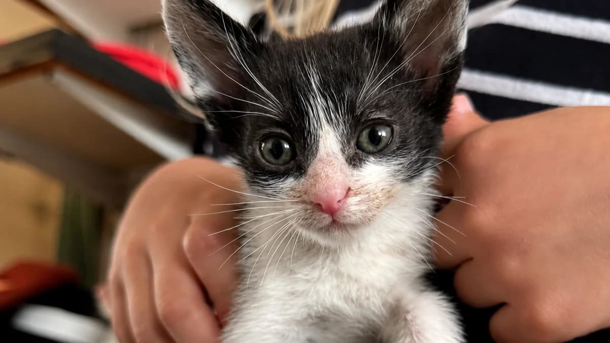 ADIDAS,  Mixed Breed for adoption at Purrmačka, Belgrade