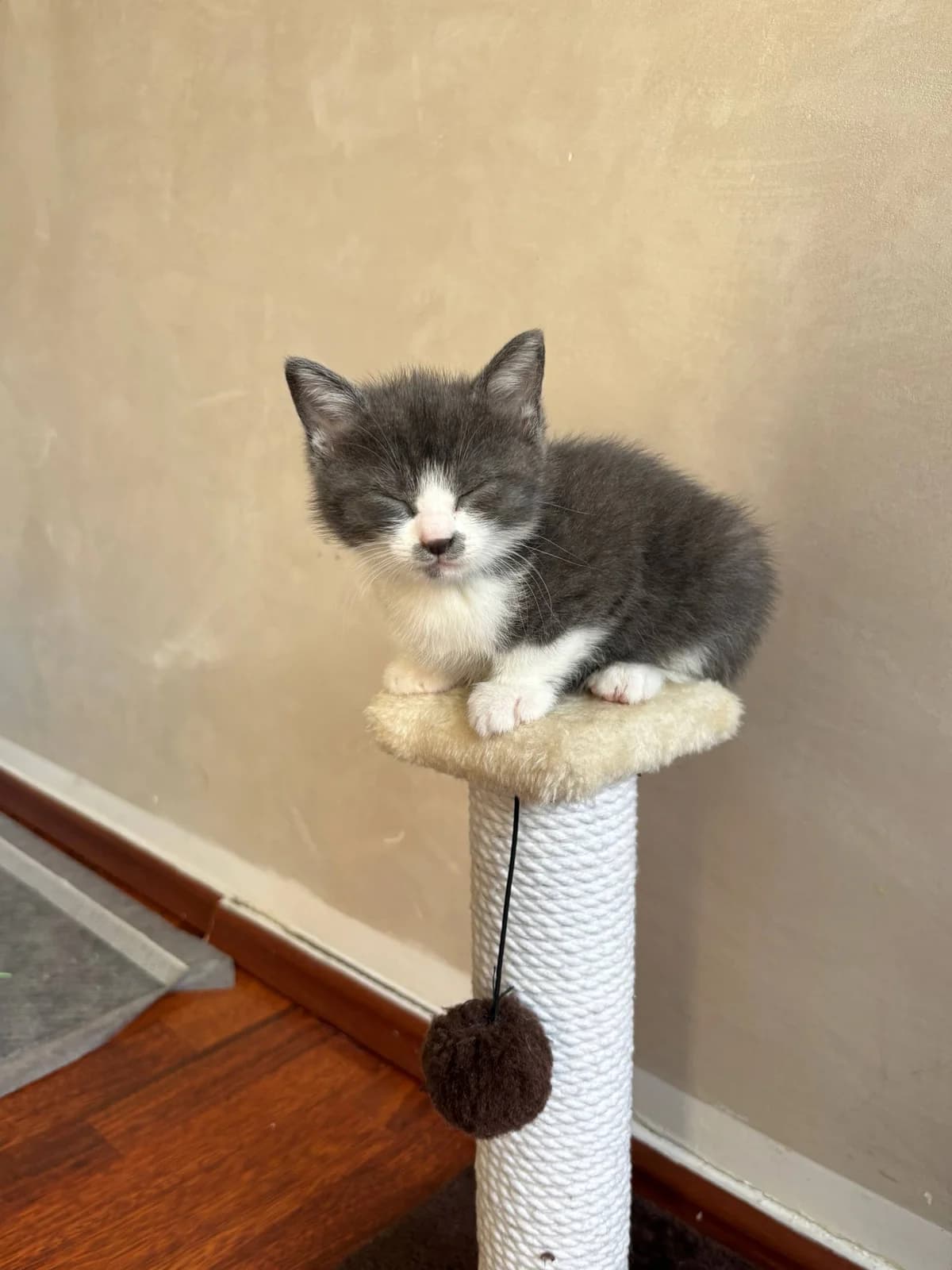PUFFY,  Mixed Breed for adoption at Purrmačka, Belgrade