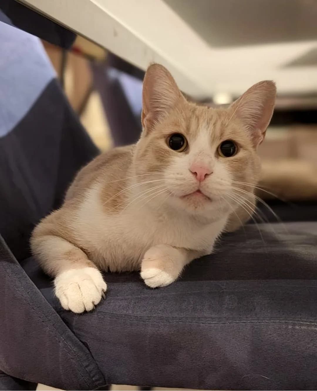 APRICOT,  Mixed Breed for adoption at Purrmačka, Belgrade