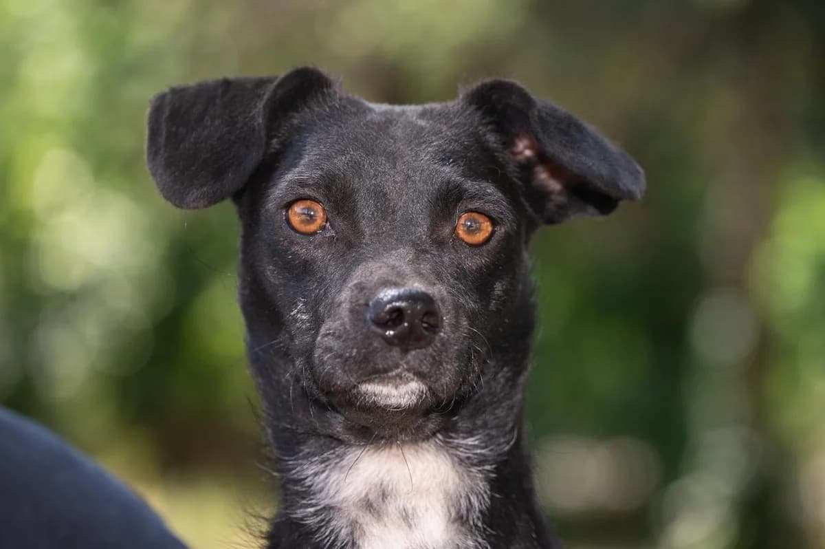 Viki, female young mixed breed for adoption at Šape Smedereva, Smederevo