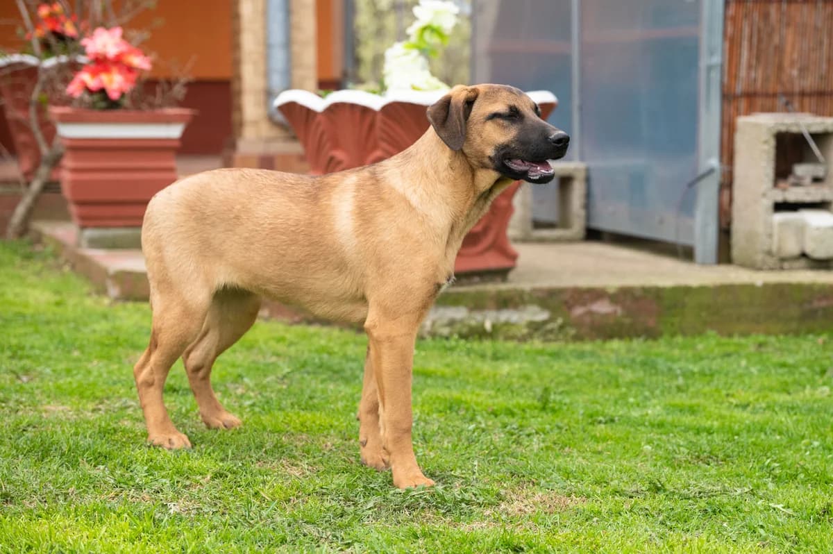 SPAJKI, female young mixed breed for adoption at Šape Smedereva, Smederevo