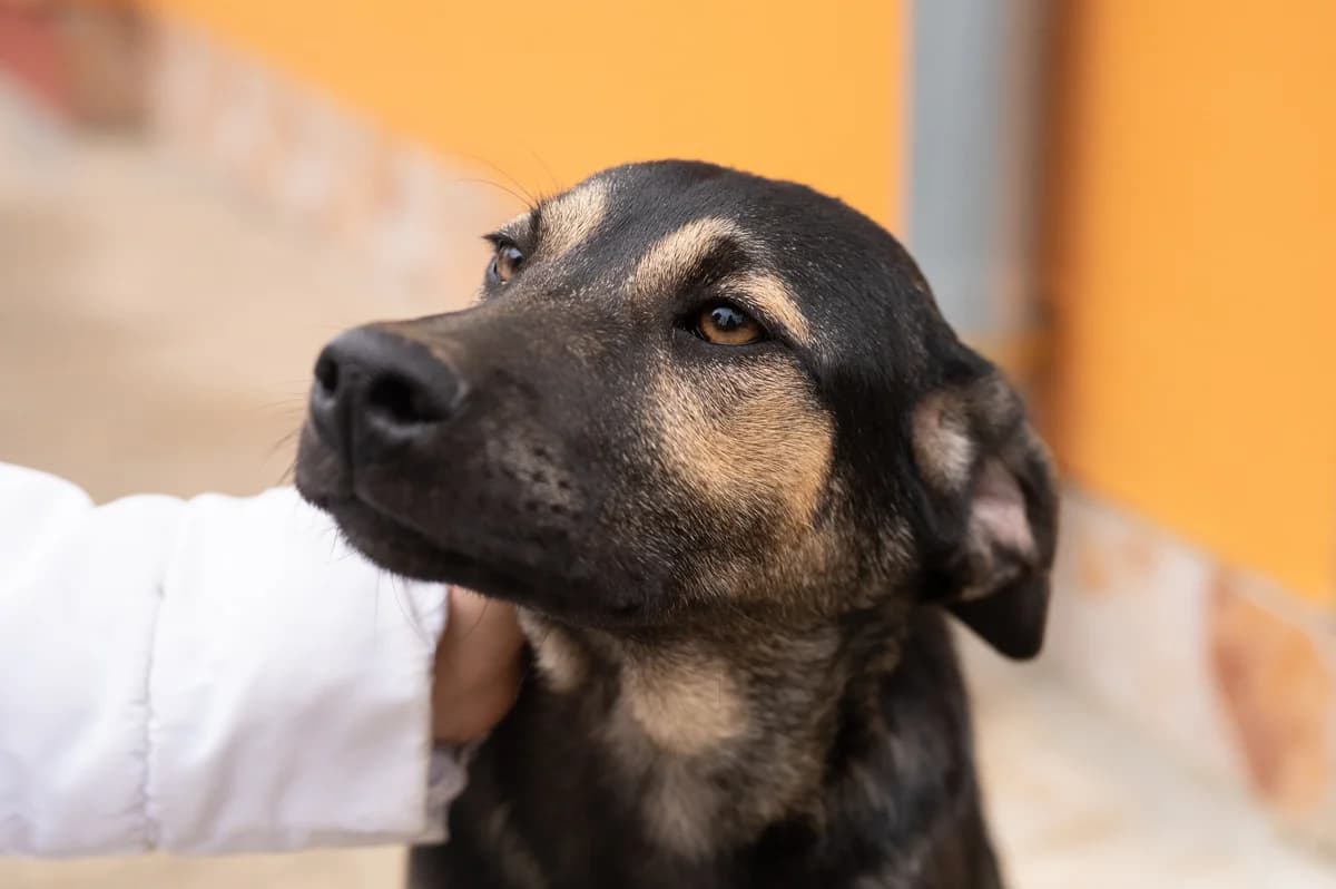SARA, female young mixed breed for adoption at Šape Smedereva, Smederevo