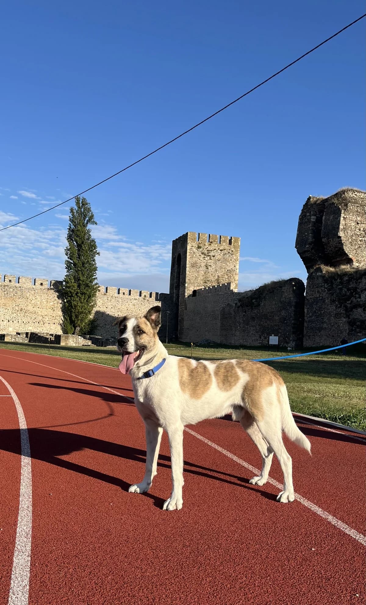 Grof, male mixed breed for adoption at Šape Smedereva, Smederevo