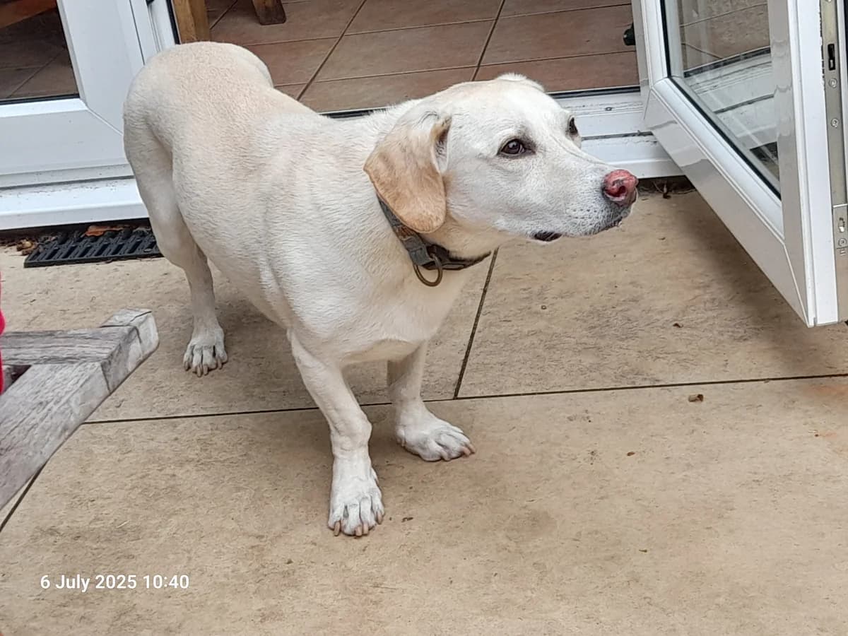 Poppy, female Mixed Breed for adoption at Serbia, Serbia (UK charity)