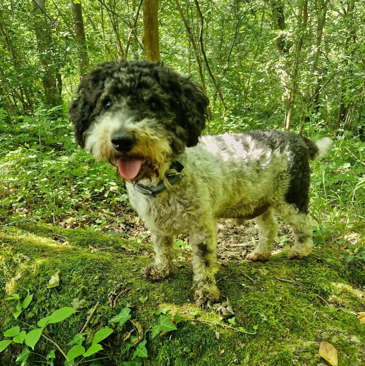 Sam, male Mixed Breed for adoption at Serbia, Serbia (UK charity)